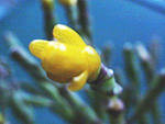 Rhipsalis salicorniodes