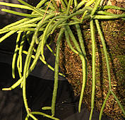 Rhipsalis baccifera ssp. mauritiana