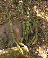 Rhipsalis cereoides