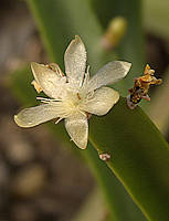 Rhipsalis cereoides