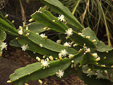 Rhipsalis cereoides