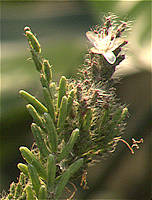 Rhipsalis mesembryanthemoides