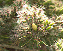 Rhipsalis mesembryanthemoides