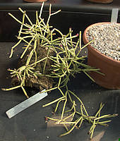 Rhipsalis neves-armondii