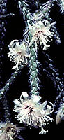 Rhipsalis pilocarpa Rhipsalis pilocarpa