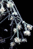 Rhipsalis pilocarpa - cultivated, flower