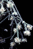 Rhipsalis pilocarpa