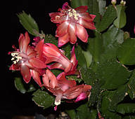 Schlumbergera