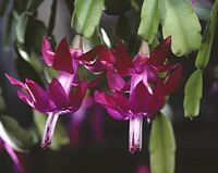 Zygocactus truncatus flower - (probably a hybrid) - cultivated