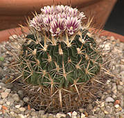 Stenocactus ochoterenianus