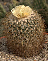 Stenocactus vaupelianus Stenocactus vaupelianus