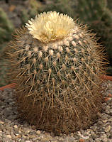 Stenocactus vaupelianus