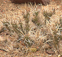 Tephrocactus articulatus var. papyracanthus