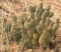 Tephrocactus articulatus var. strobiliformis