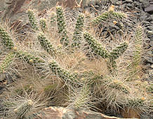 Tephrocactus weberii