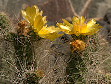 Tephrocactus weberii