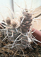 Tephrocactus articulatus var. papyracanthus - Photo: Farmer Matt 2015