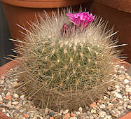 Thelocactus conothelos