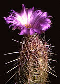 Thelocactus bicolor var flavidispinus flower - cultivated