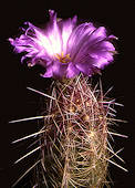 Thelocactus bicolor subsp. flavidispinus