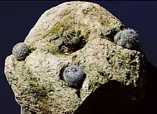 cacti grown on tufa block