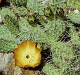 Opuntia sp.