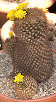 Weingartia neocumingii