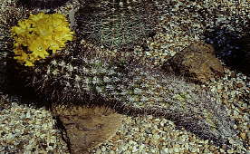Weingartia neocumingii var neocumingii - Holly Gate Cactus Nursery reference collection