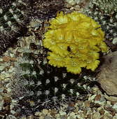 Weingartia neocumingii var sucrensis - Holly Gate Cactus Nursery reference collection