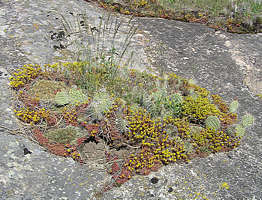 natural rock garden