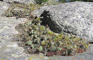 natural rock garden