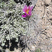 Sclerocactus parviflorus