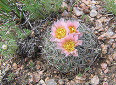 Sclerocactus parviflorus - Photo: Robin Howard, Cheyenne Mountain State Park, Colorado.