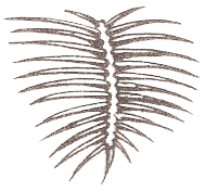 spine cluster