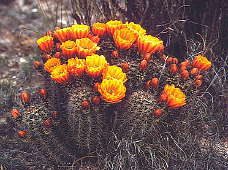 Echinocereus roetteri var. lloydii  Syn. Echinocereus lloydii - N. of Marathon Tx.