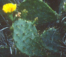 Opuntia humifusa