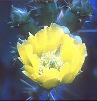 Opuntia humifusa