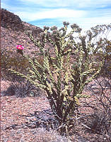 Cylindropuntia imbricata