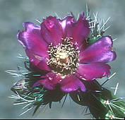 Cylindropuntia imbricata