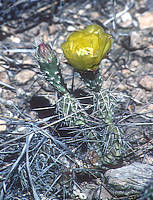 Opuntia schottii