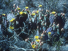 Opuntia macrocentra var. violacea