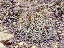 Sclerocactus scheeri