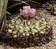 Echinocactus texensis