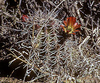 Echinocereus triglochidiatus, Los Caballos