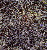 Sclerocactus uncinatus