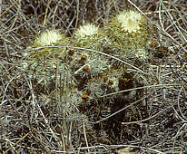 Echinocereus chloranthus, Los Caballos