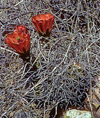 Echinocereus triglochidiatus, Los Caballos