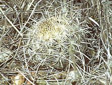 Coryphantha echinus