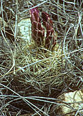 Thelocactus bicolor subsp. flavidispinus