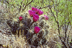 Echinocereus stramineus - Big Bend National Park